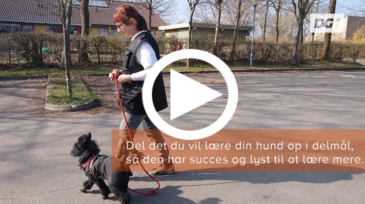 Video: Lær hund at følge dig